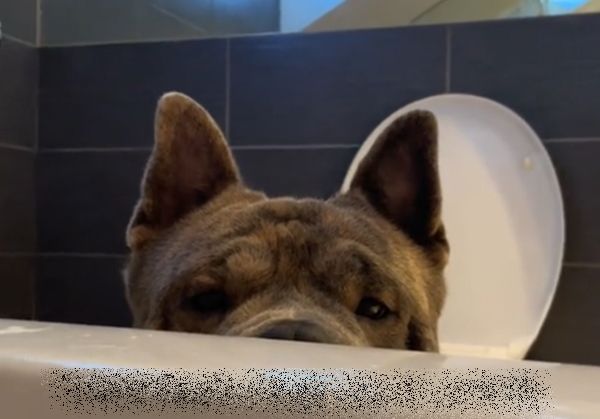 ▲洗澡時間愛犬總是「躲浴缸旁偷看」　飼主曝洋蔥原因：我的小甜心。（圖／翻攝自TikTok／yogibearthebullchow）