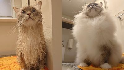 長毛貓洗澡「濕漉漉vs毛茸茸」樣貌　網見對照：真的同一隻貓嗎？