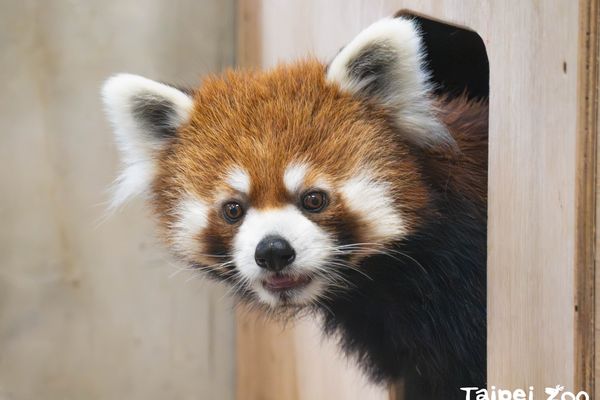 ▲▼北市動物園添新血！超萌小貓熊「未來」健檢完成　先配對找老婆。（圖／台北市立動物園提供）