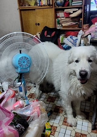 ▲寒流來剩10度　大白熊犬「吵著吹電風扇」主人嘆：我冷得開烘被機。（圖／有點毛毛的／飼主秋葉習投稿）