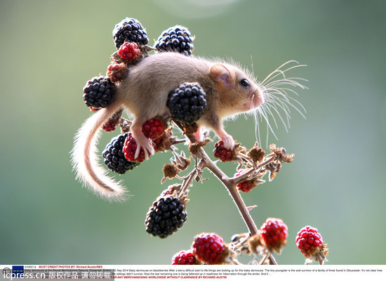 英國,睡鼠,漿果,黑莓,冬眠