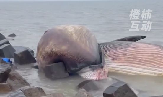 ▲廣東汕頭海邊發現一頭鯨魚屍體擱淺在消坡塊附近。（圖／翻攝橙柿互動）