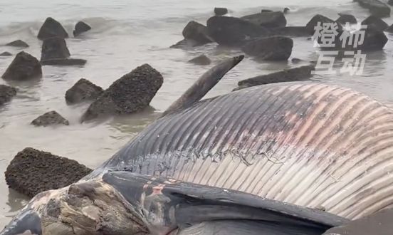▲廣東汕頭海邊發現一頭鯨魚屍體擱淺在消坡塊附近。（圖／翻攝橙柿互動）