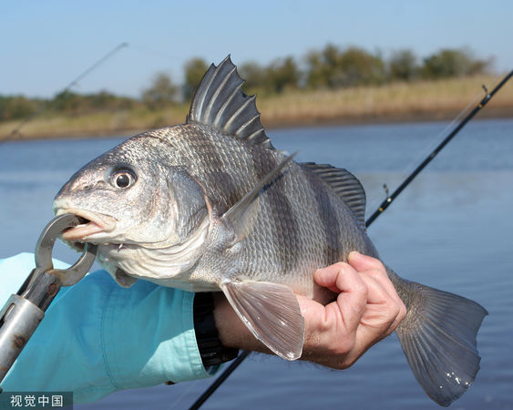 ▲▼黑鼓魚（black drum fish）。（圖／CFP）