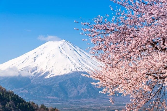 ▲日本富士山與粉櫻相映如畫。(圖/shutterstock）