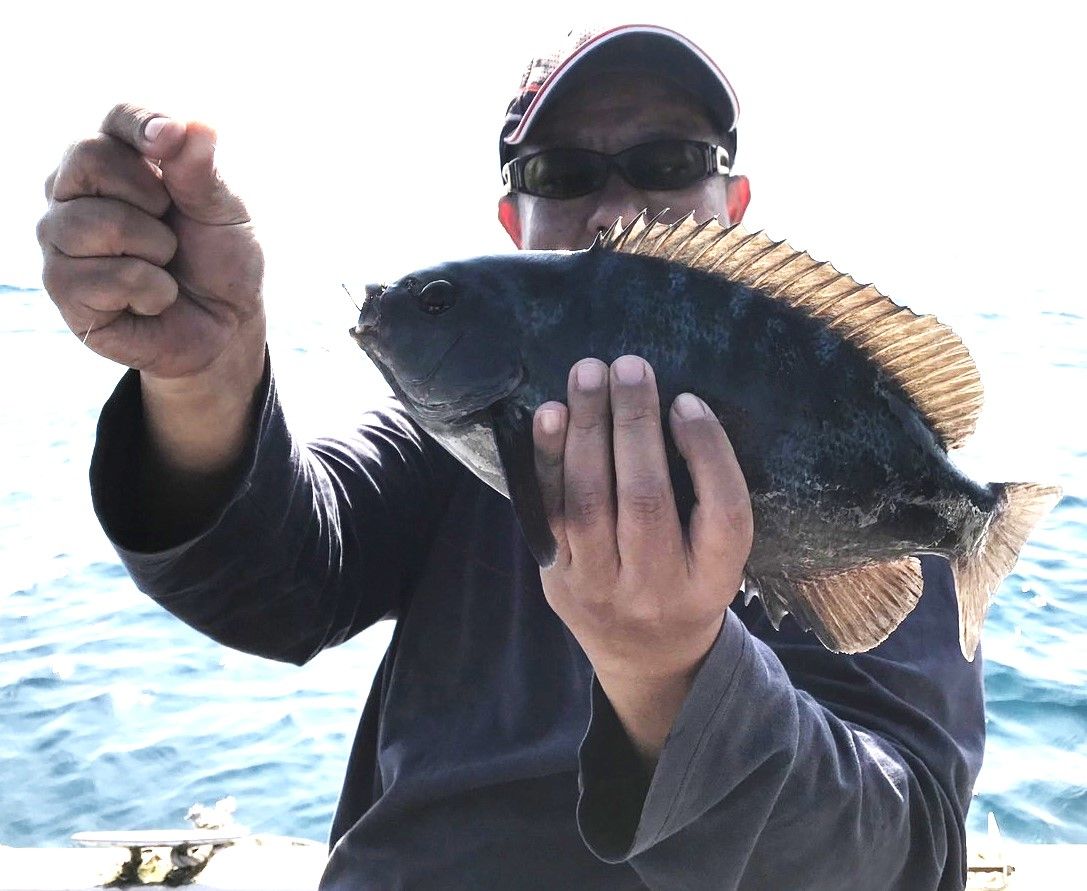 ▲新北冬季限定美味黑毛魚。（圖／新北市漁業處提供）