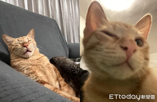 ▲天冷沙發擠滿貓「大橘睡到嘴開開」　千人關心：左邊那位還好嗎？。（圖／Instagram／lin73022提供）