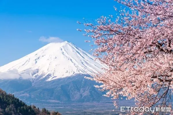 ▲日本富士山與粉櫻相映如畫。(圖/shutterstock）