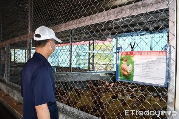 ▲▼自強外役監去年初引進高品質的海蘭(HY-LINE)品系蛋雞。（圖／矯正署提供）