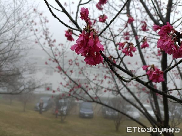 ▲▼獅潭鄉蓮臺山的「妙音淨苑」是環境清幽的佛門聖地，苑內種有6種不同品種櫻花，包括山櫻、八重櫻、昭和櫻、吉野櫻等，搭配佛門寺廟風格建築相當愜意。（圖／記者蔡文淵攝）