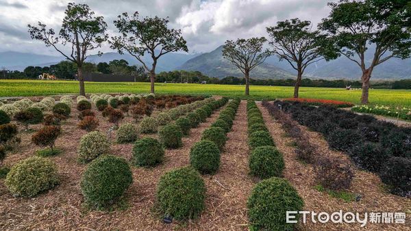 ▲大農大富內大面積舖滿金黃油菜花為底色，襯托創作家達鳳‧旮赫地為故鄉太巴塱創作。（圖／花蓮分署提供，下同）