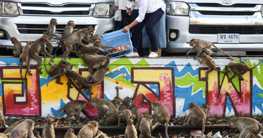 3500隻猴子掃蕩市中心「隨機搶劫路人」　大量攤商倒閉、居民連夜搬走