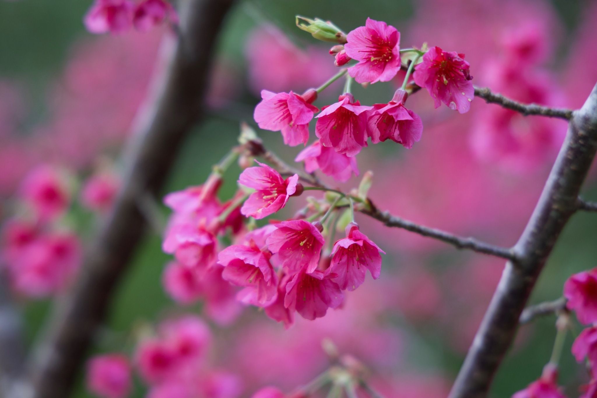 ▲新北石碇健行賞櫻趣。（圖／新北市景觀處提供）