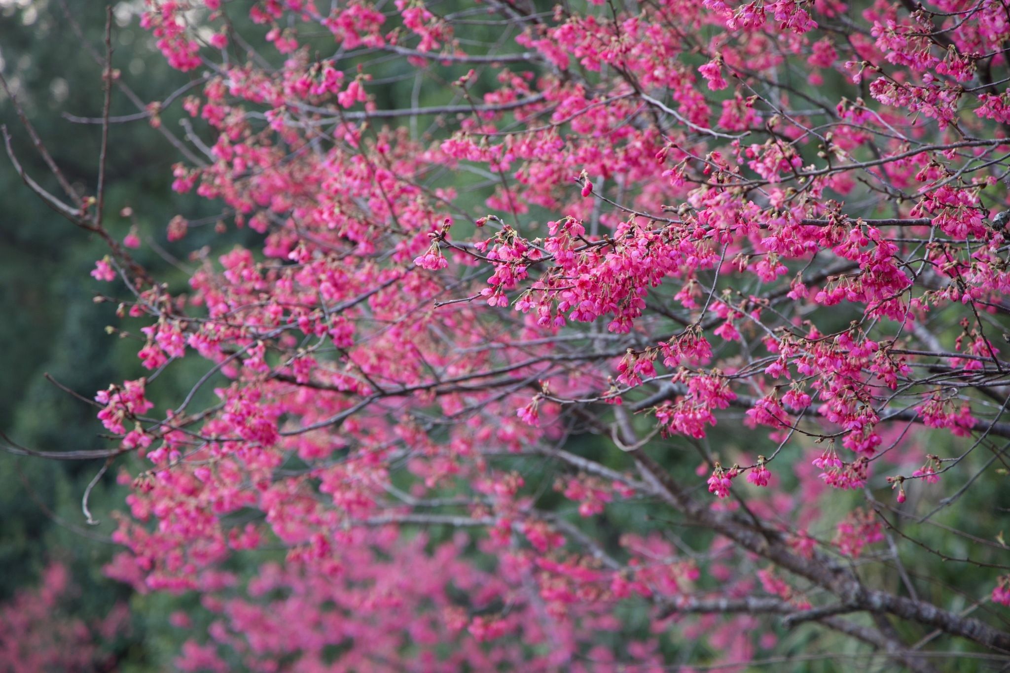 ▲新北石碇健行賞櫻趣。（圖／新北市景觀處提供）