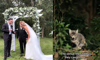 婚禮狂被「喵喵叫打斷」　新娘收養霸道貓主子爆紅：給牠一個家