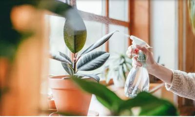 5款「旺運植栽」擺對位置財氣大開　讓你富貴一整年