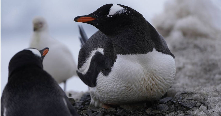 南極巴布亞企鵝爆H5N1禽流感　已釀逾200隻小企鵝死亡