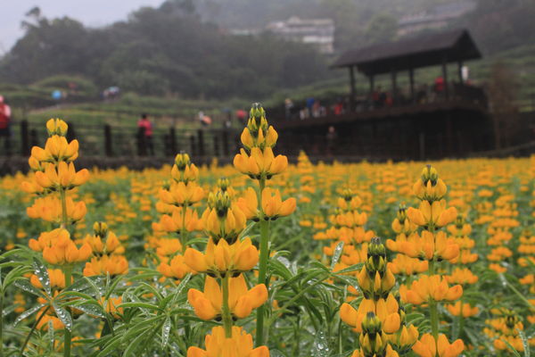 ▲樟樹步道魯冰花海2/3花況，目前陸續盛放中。（圖／公園處提供）