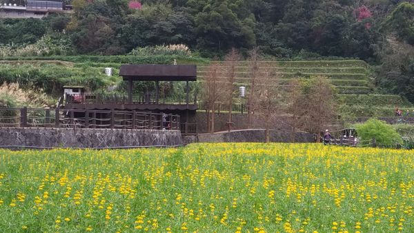 ▲樟樹步道魯冰花海2/3花況，目前陸續盛放中。（圖／公園處提供）