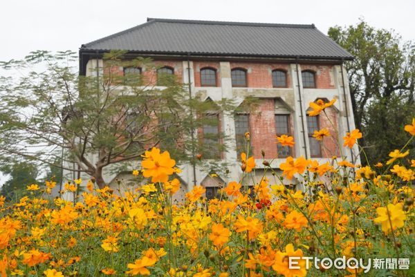 ▲台南水道博物館的花海景觀，今年除了傳統波斯菊以外，還增加了油菜花，目前正值盛開期，花叢間也還規劃了小鹿造型裝置藝術，春節持續到元宵是走春最佳去處。（圖／記者林東良翻攝，下同）