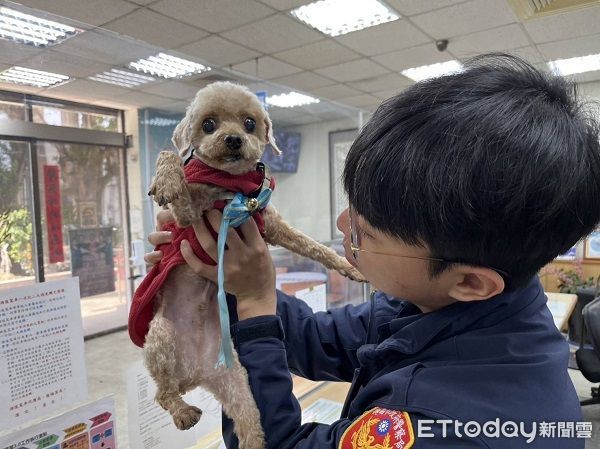 ▲寵物貴賓犬在市場走失，員警獲報將牠帶回警所。（圖／桃園警分局提供）