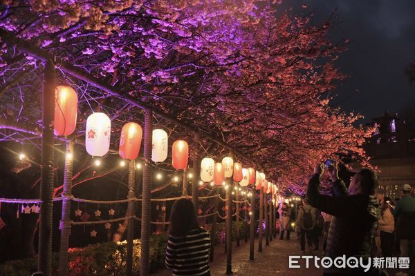 ▲淡水無極天元宮三色櫻,淡水無極天元宮點燈,櫻花,夜櫻。（圖／記者彭懷玉攝）