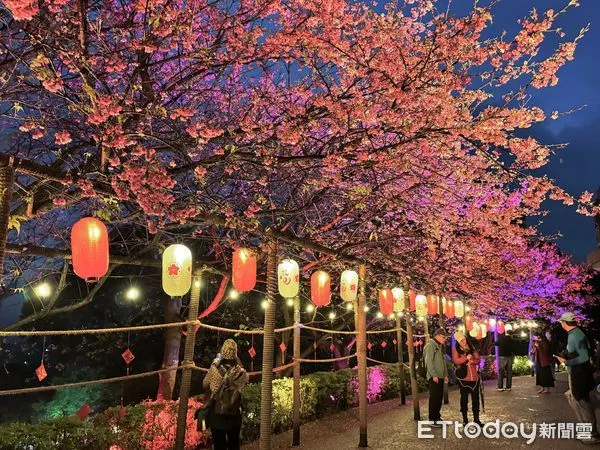 ▲淡水無極天元宮三色櫻,淡水無極天元宮點燈,櫻花,夜櫻。（圖／記者彭懷玉攝）