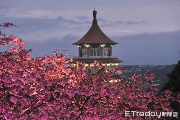 ▲淡水無極天元宮三色櫻,淡水無極天元宮點燈,櫻花,夜櫻。（圖／記者彭懷玉攝）