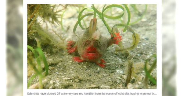 海洋科學家將25條瀕臨絕種的「紅手魚」暫時撈回飼養。（圖／翻攝自Phys.org）