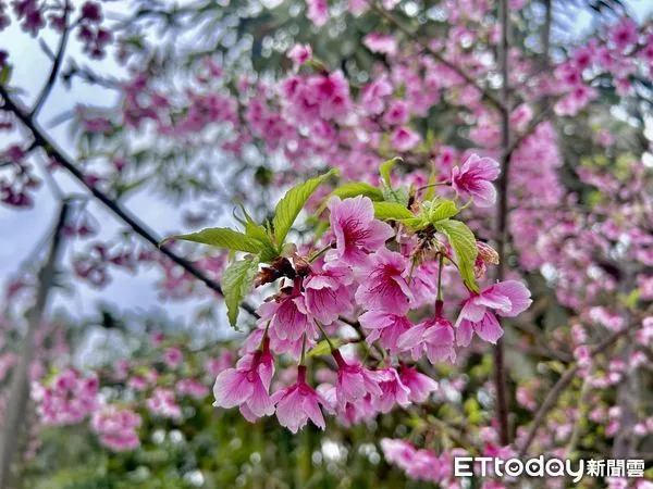 ▲2月草嶺石壁櫻花季，草嶺石壁地區種植約有1萬棵櫻花樹，分佈面積約18公頃，近年已成為全台重要賞櫻景點之一。（圖／記者蔡佩旻攝）