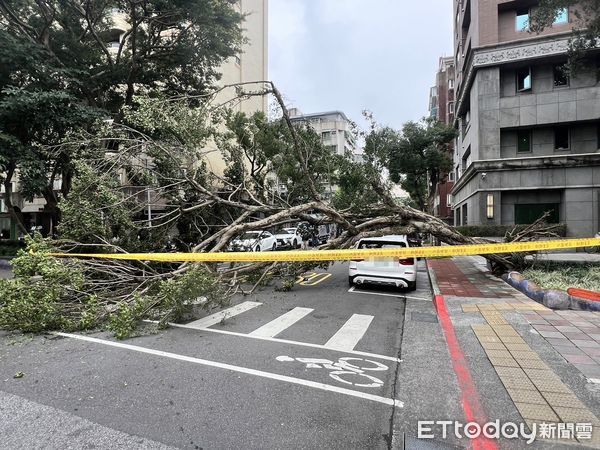 ▲▼             北市信義區榕樹倒塌砸重BMW。（圖／記者黃彥傑翻攝）