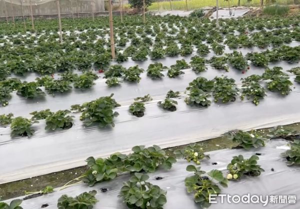 ▲雲林林內鄉草莓園遭竊，一夜之間熟果全消失，農民悲痛怒斥竊賊沒良心。（圖／記者蔡佩旻翻攝）