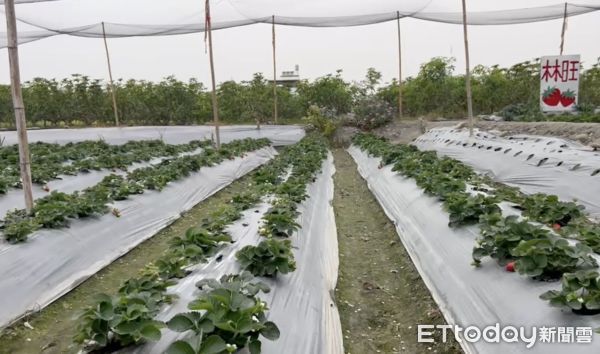 ▲雲林林內鄉草莓園遭竊，一夜之間熟果全消失，農民悲痛怒斥竊賊沒良心。（圖／記者蔡佩旻翻攝）