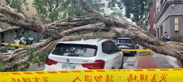 ▲▼北市仁愛路4段榕樹倒塌，砸凹停在車格裡的BMW。（圖／台北市公園處提供）