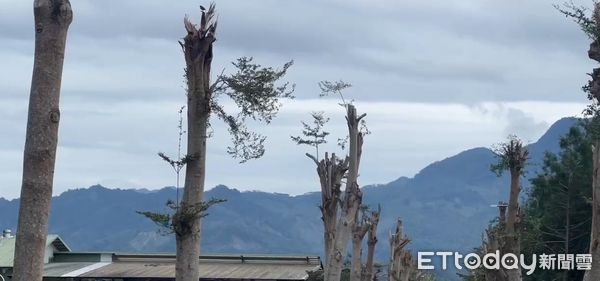 ▲▼台東知名「龍田綠色隧道」小葉欖仁遭砍頭。（圖／記者楊漢聲翻攝）