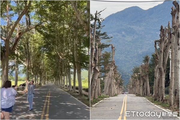 ▲▼台東知名「龍田綠色隧道」小葉欖仁遭砍頭。（圖／記者楊漢聲翻攝）