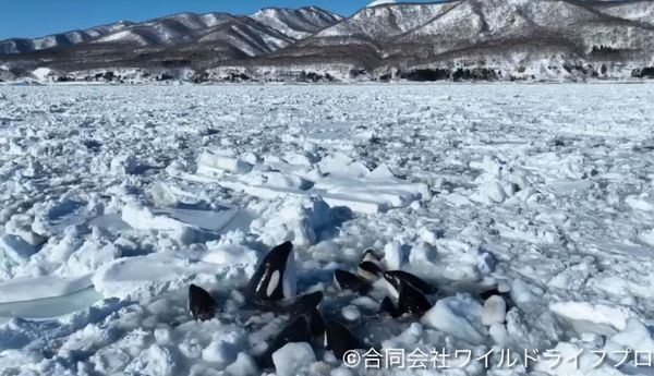 ▲▼日本北海道6日上午在羅臼町近海發現大約15頭虎鯨受困在大片流冰中動彈不得，頻頻探出水面換氣。（圖／翻攝自Facebook）