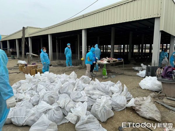 ▲雲林縣麥寮鄉1土雞場與1種鵝場確診H5N1亞型高病原性禽流感。（圖／記者蔡佩旻翻攝）