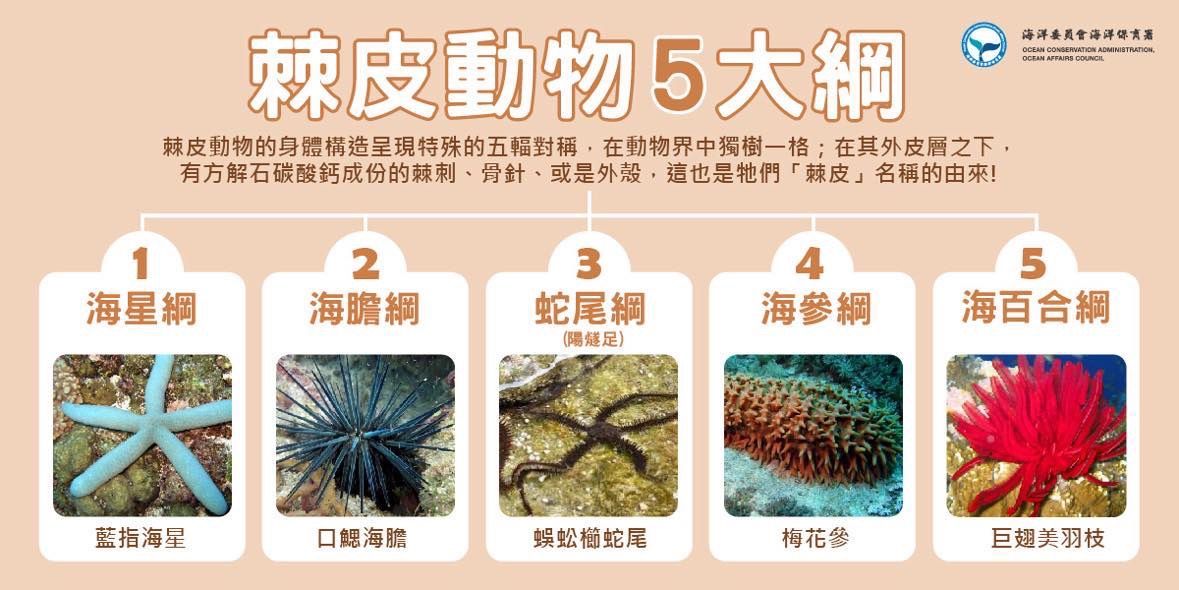 ▲海洋保育署調查棘皮動物 北部海域新發現9種生物。（圖／海洋保育署提供）