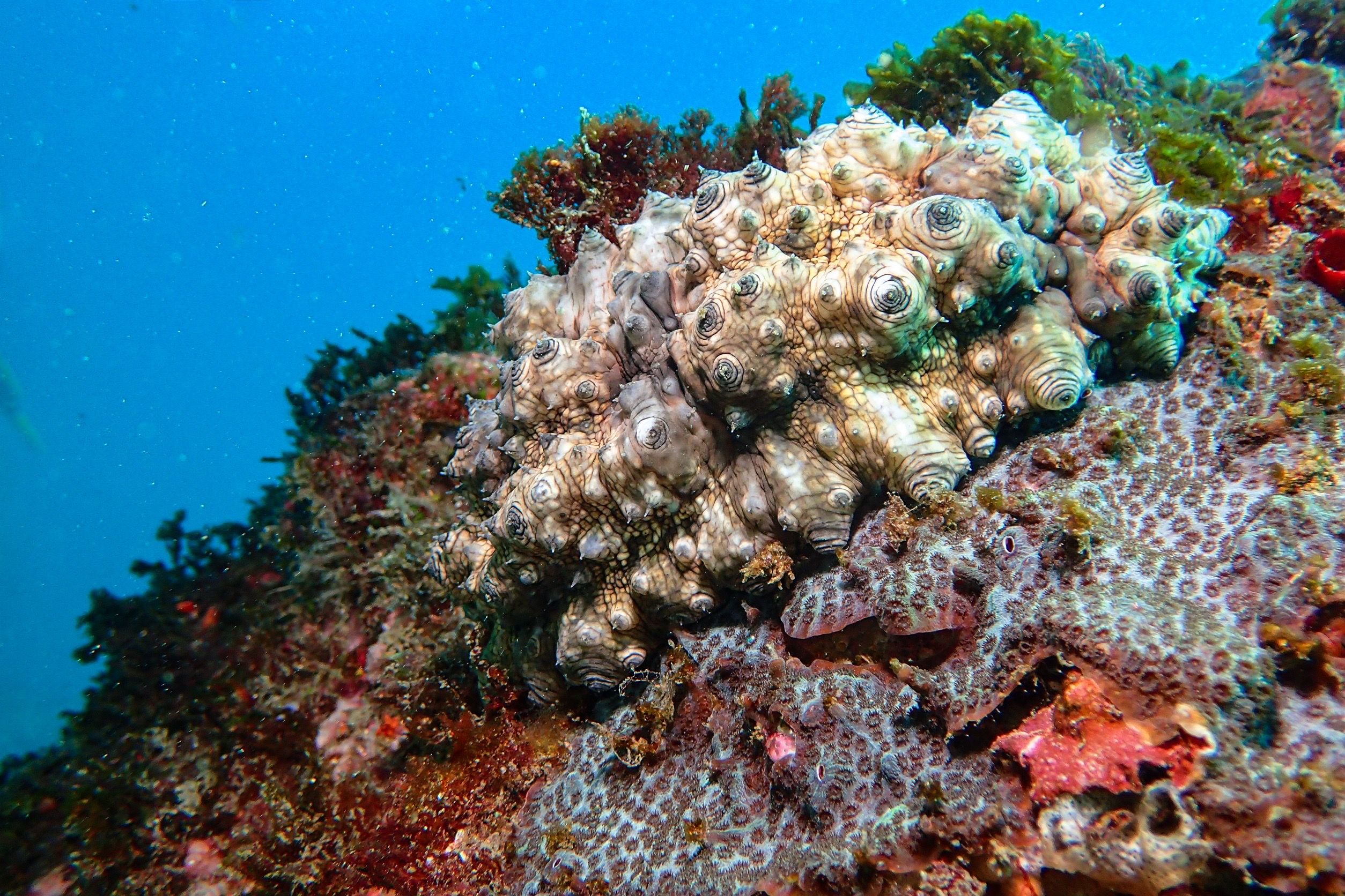 ▲海洋保育署調查棘皮動物 北部海域新發現9種生物。（圖／海洋保育署提供）