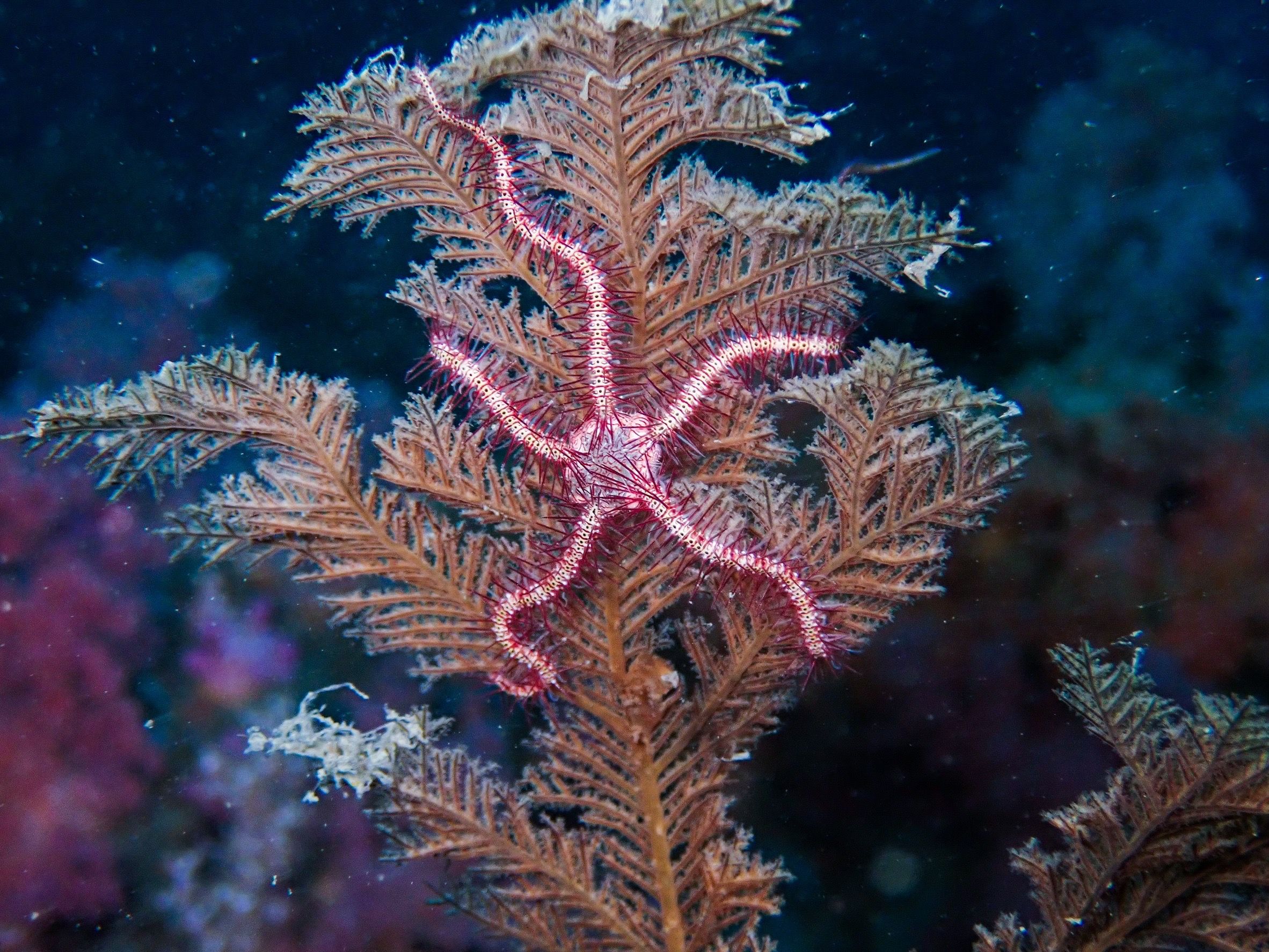 ▲海洋保育署調查棘皮動物 北部海域新發現9種生物。（圖／海洋保育署提供）