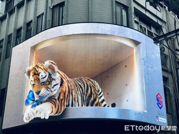 ▲▼ 士林萌虎          。（圖／記者黃宥寧攝）