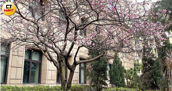 最高檢察署旁的櫻花樹，每年春節前後綻放深淺不一的花朵，被稱為台北市最美櫻花樹之一。（圖／項程鎮攝）