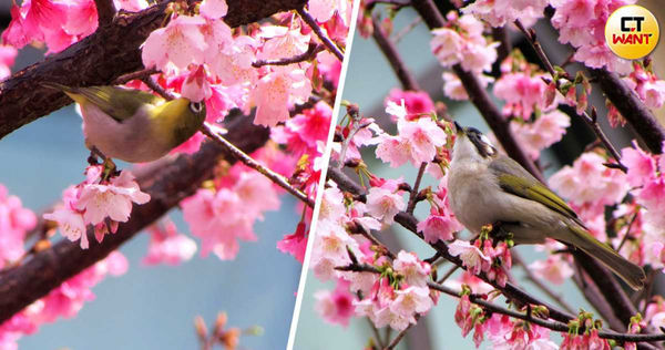 每逢櫻花花季，綠繡眼及白頭翁總要飛到櫻花枝椏上覓食嬉戲，讓人忍不住駐足欣賞。（圖／翻攝最高檢官網）