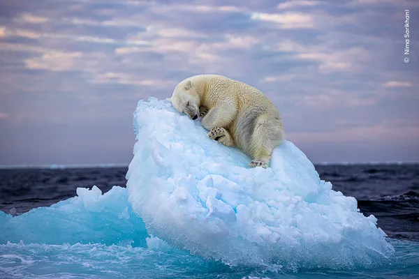 ▲▼英國業餘攝影師薩里卡尼（Nima Sarikhani）以一張北極熊睡在小冰山上漂流的照片，獲得第59屆「年度野生動物攝影師」人氣獎項。（圖／翻攝自Facebook／@WildlifePhotographerOfTheYear）