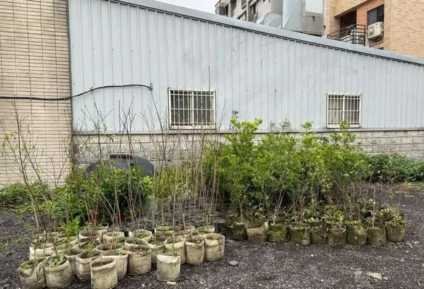 ▲年後種樹，市議員吳進昌免費送綠美化樹苗
