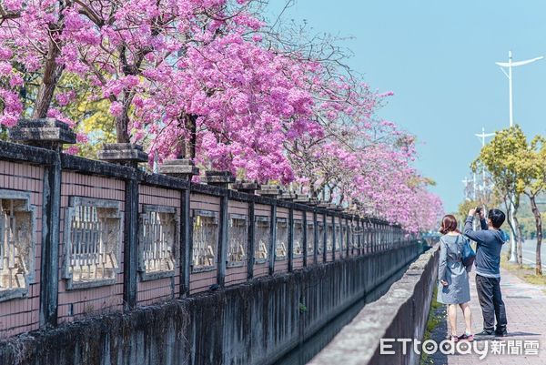 ▲▼ 嘉市春節起迎花季 炮仗花絕美花瀑搶先盛放   。（圖／嘉義市政府提供）