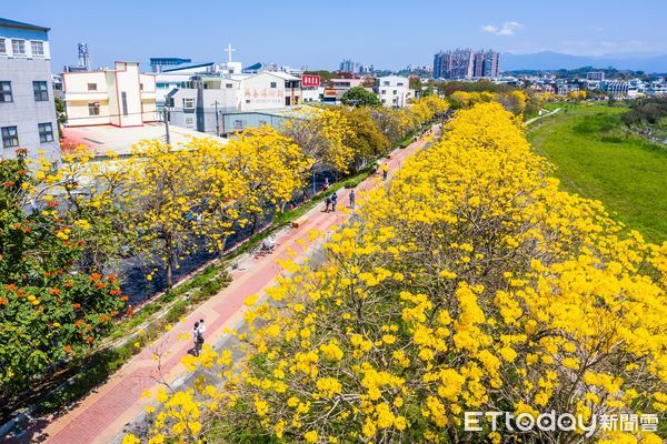 ▲▼ 嘉市春節起迎花季 炮仗花絕美花瀑搶先盛放   。（圖／嘉義市政府提供）