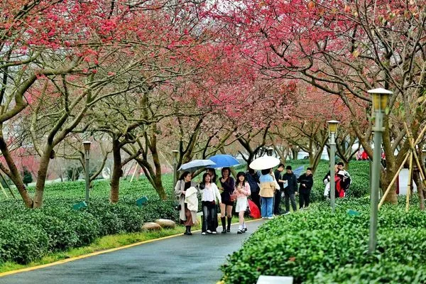 ▲▼ 櫻花節            。（圖／主辦方提供）