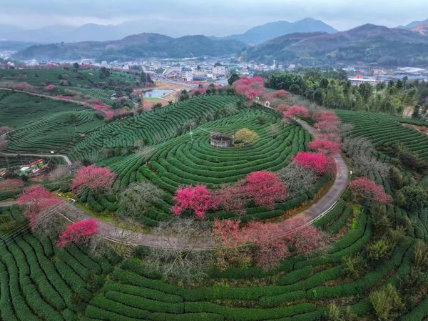 ▲▼ 櫻花節            。（圖／主辦方提供）